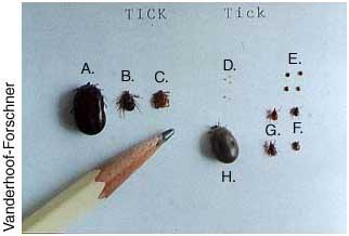 Wood and deer ticks